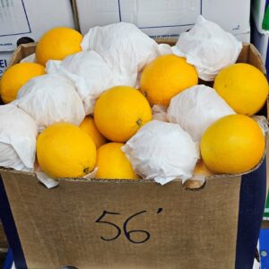 Valencia Orange